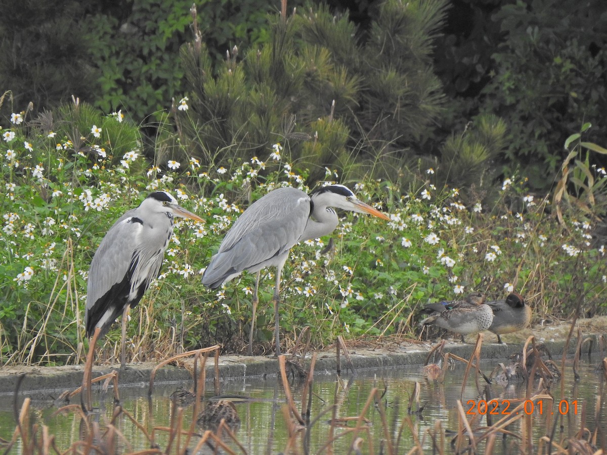 Gray Heron - ML401002851