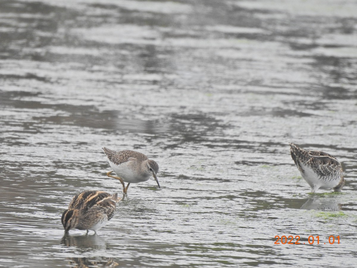 Wood Sandpiper - ML401002871