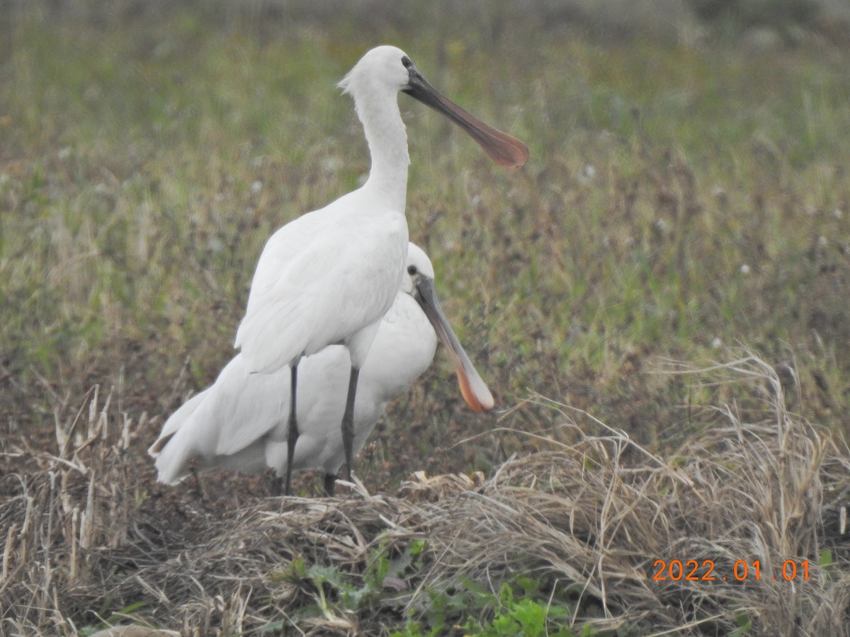 Eurasian Spoonbill - ML401002911