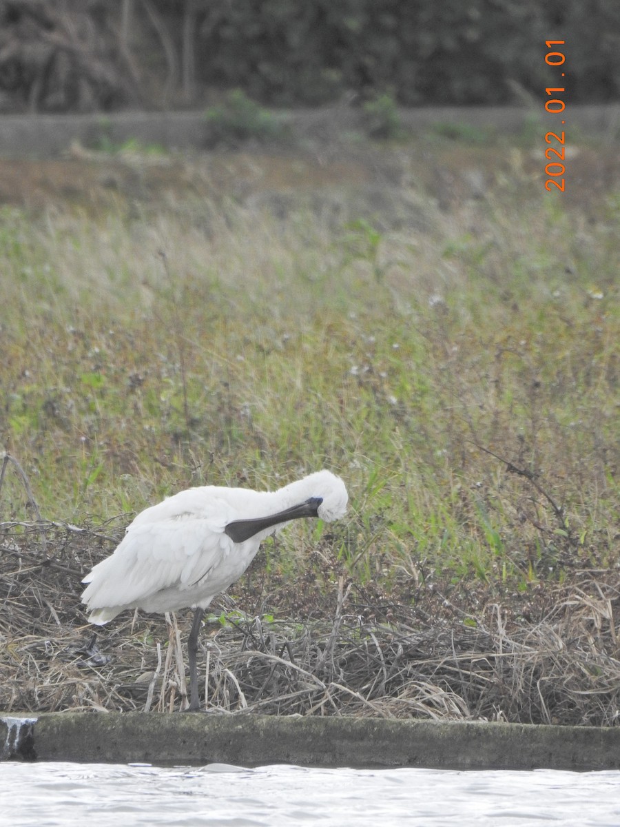 Black-faced Spoonbill - ML401002951