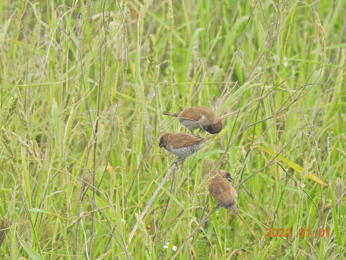 Scaly-breasted Munia - ML401002971