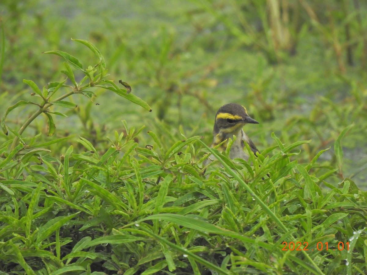 Eastern Yellow Wagtail - ML401003011