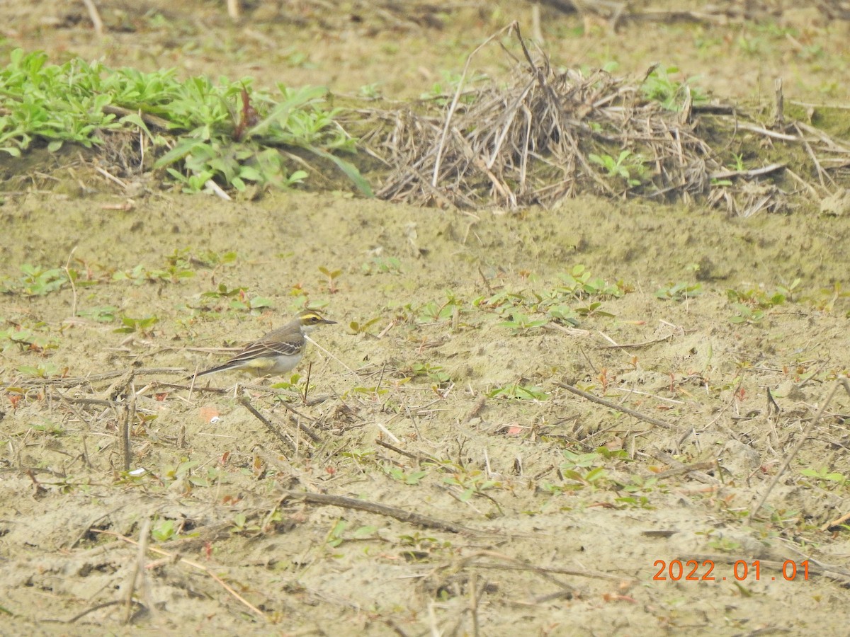 Eastern Yellow Wagtail - ML401003021