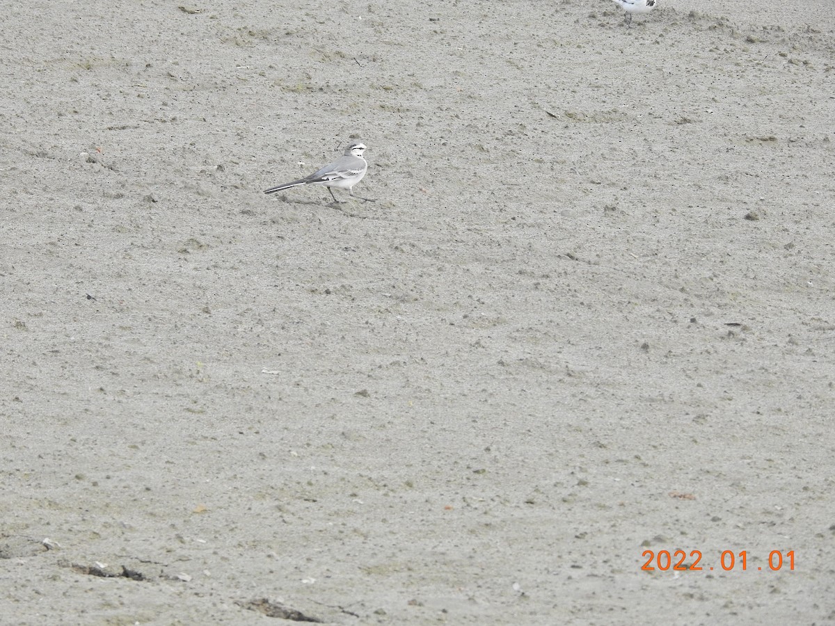 White Wagtail - ML401003041