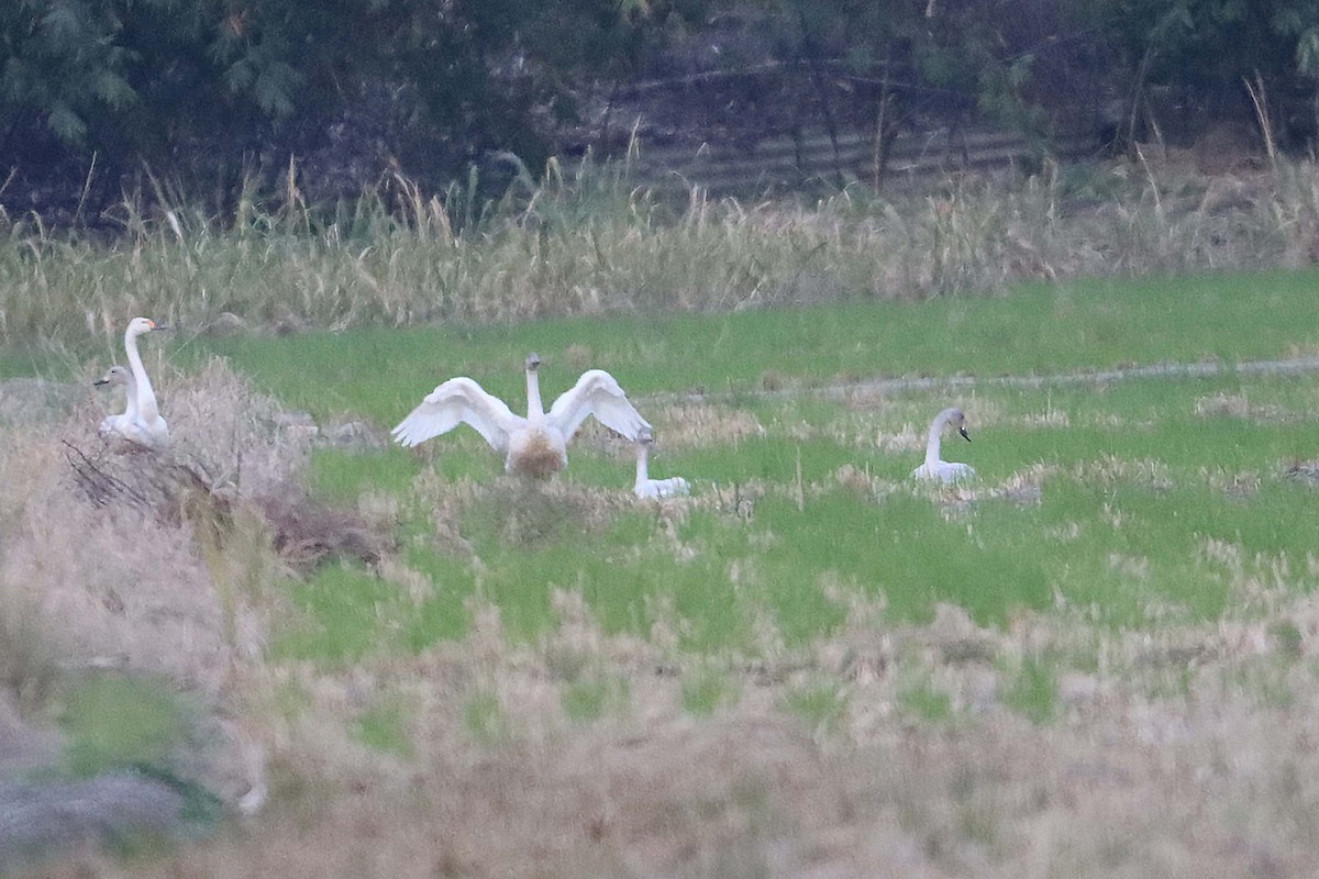 labuť malá - ML401003751