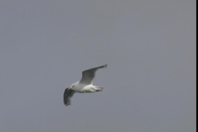 Iceland Gull (Thayer's) - ML401006