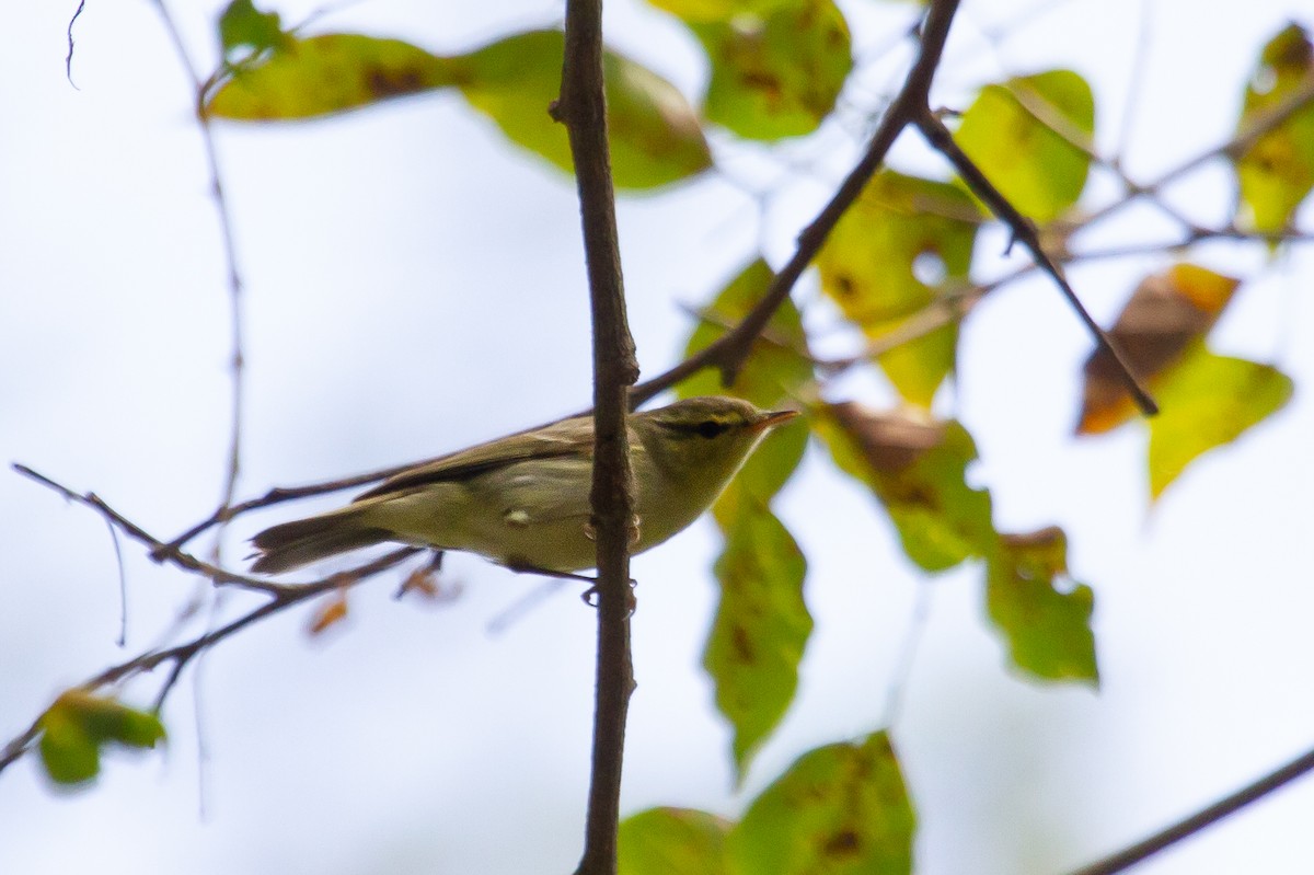 Mosquitero del Cáucaso - ML401007951