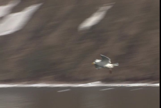 Iceland Gull (Thayer's) - ML401010