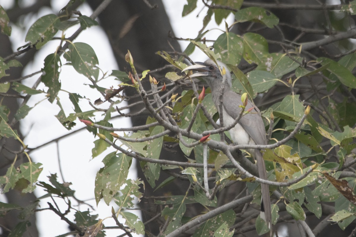 Indian Gray Hornbill - ML401010761