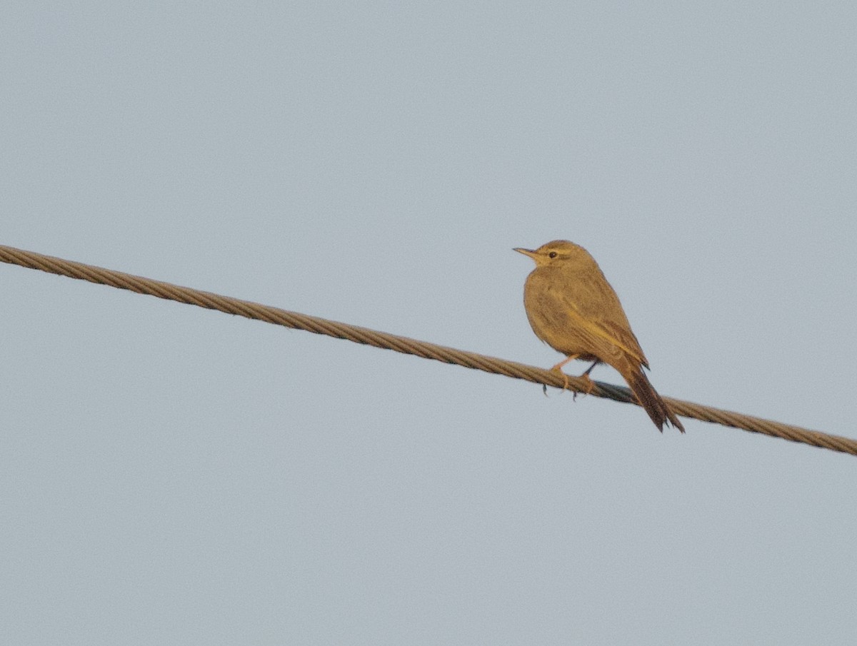 Pipit à long bec - ML401011761