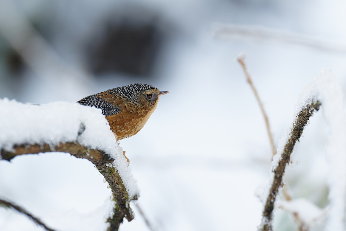 Bar-winged Wren-Babbler - ML401013331