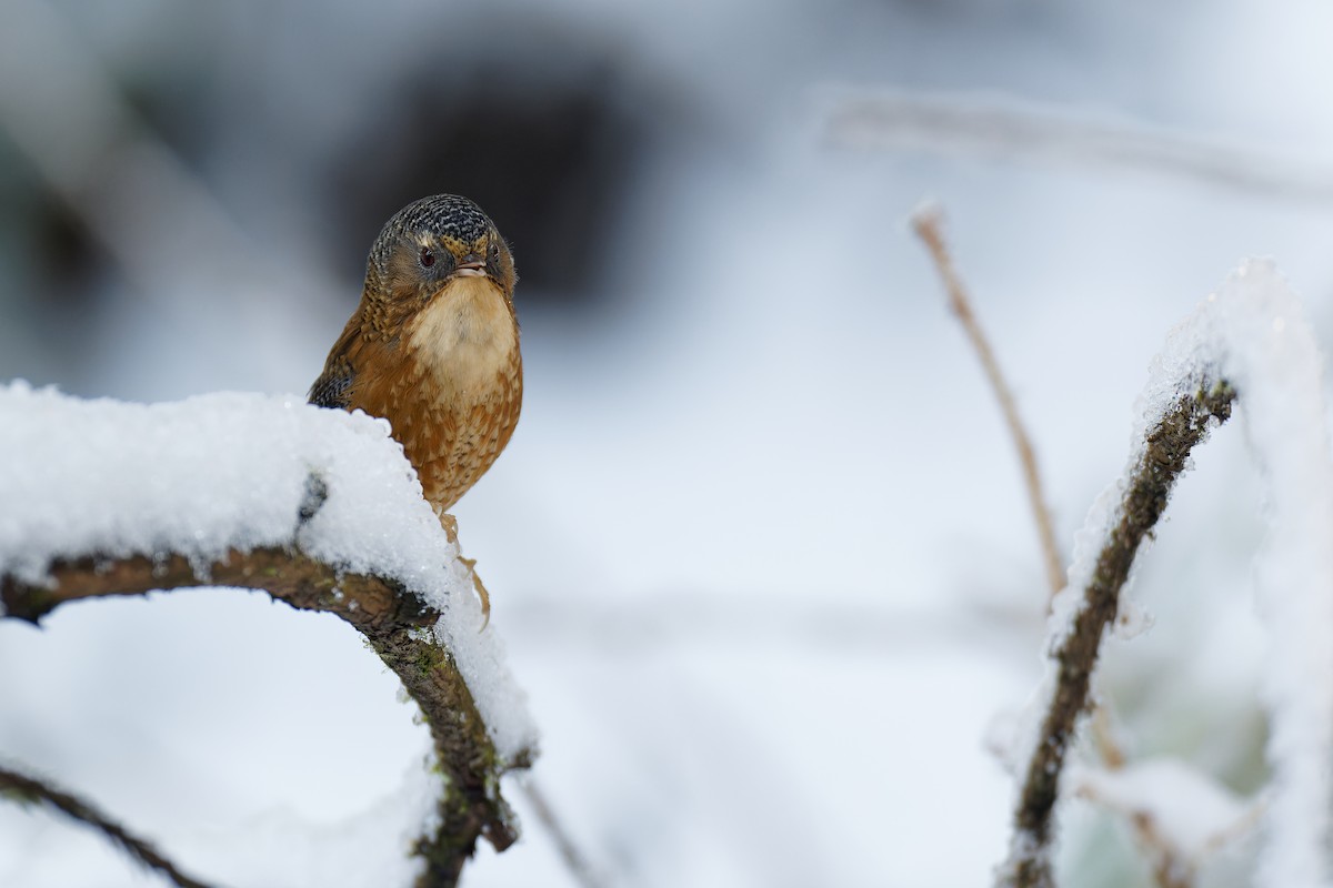 Bar-winged Wren-Babbler - Vincent Wang