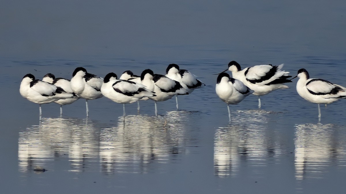 Avocette élégante - ML401013401