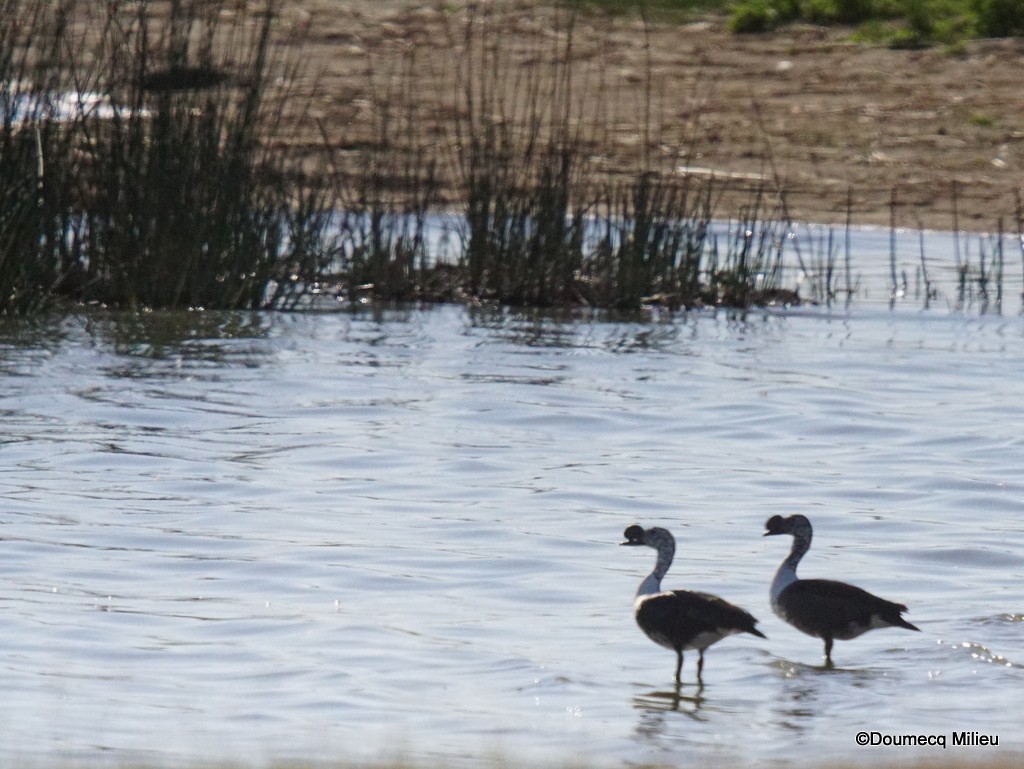 Comb Duck - ML401013421