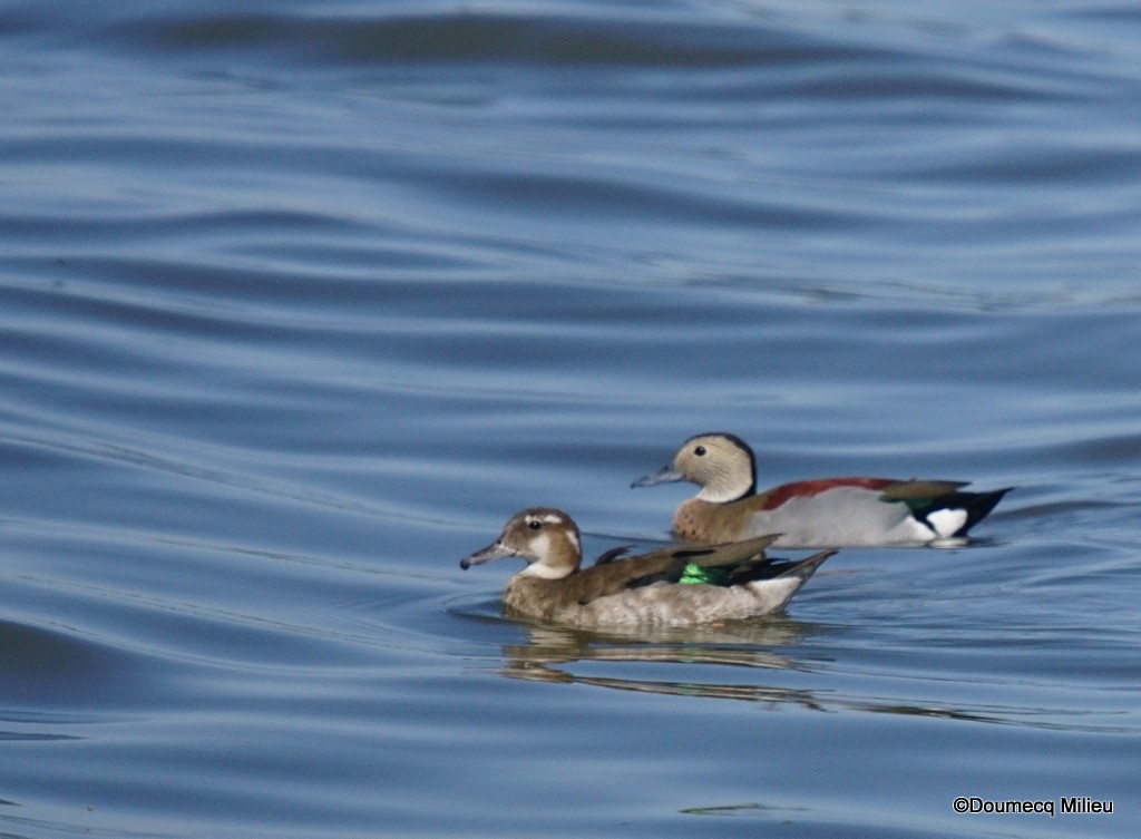 Ringed Teal - ML401013431
