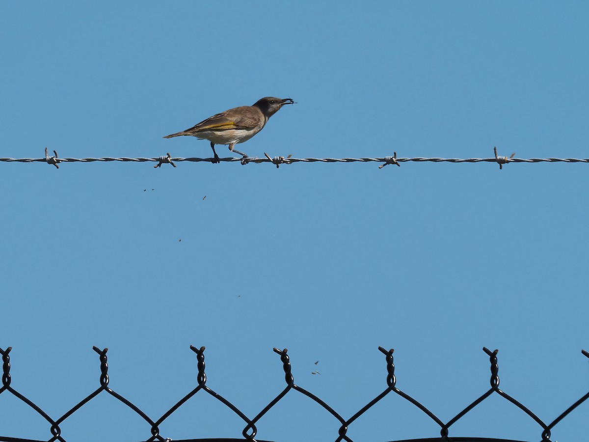 Rufous-throated Honeyeater - ML401013451