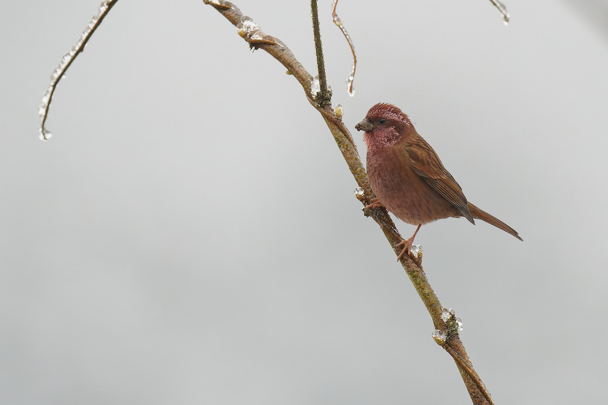 Dark-rumped Rosefinch - Vincent Wang