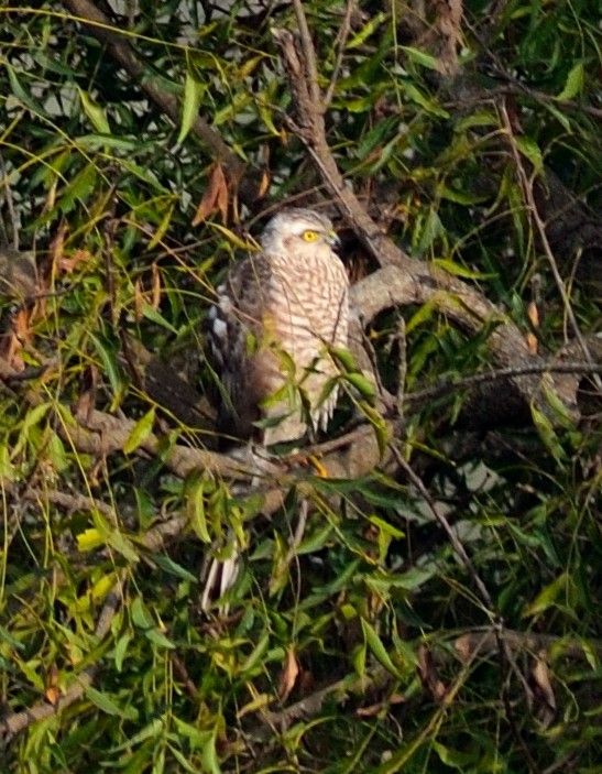 Eurasian Sparrowhawk - ML401013631