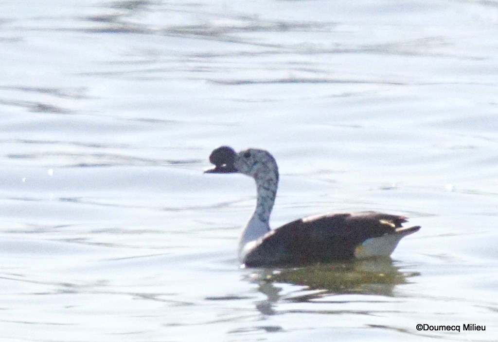 Comb Duck - ML401013701