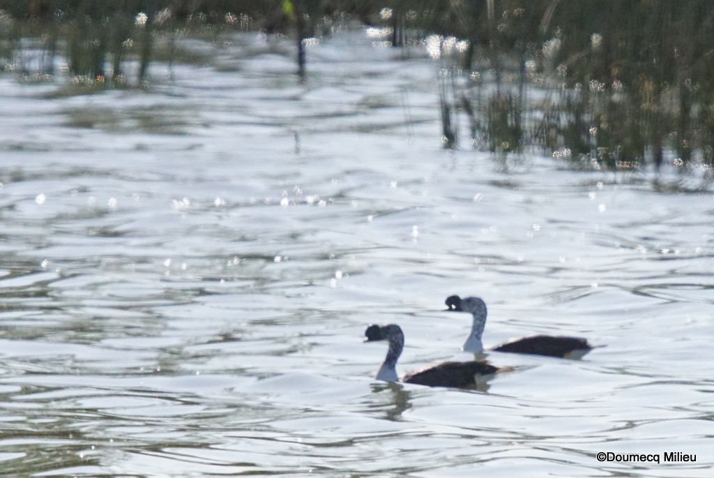 Comb Duck - ML401013811