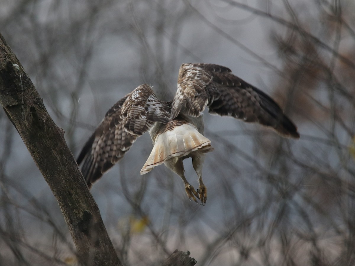 Red-tailed Hawk (Krider's) - Steve Calver