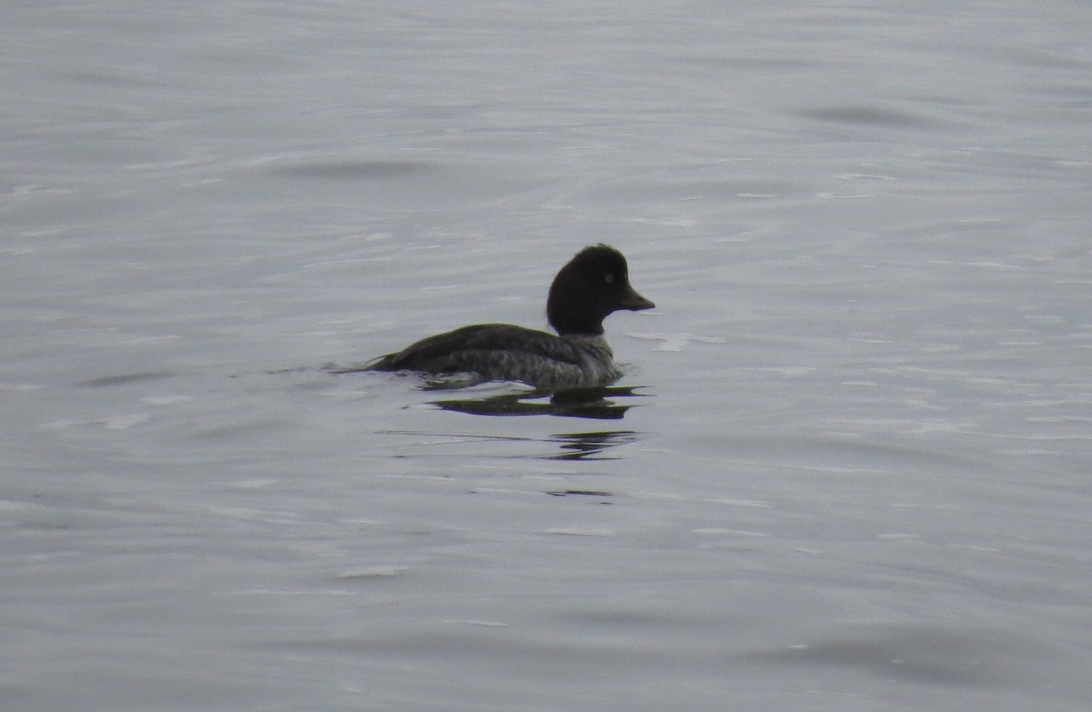 Barrow's Goldeneye - Josh Fecteau