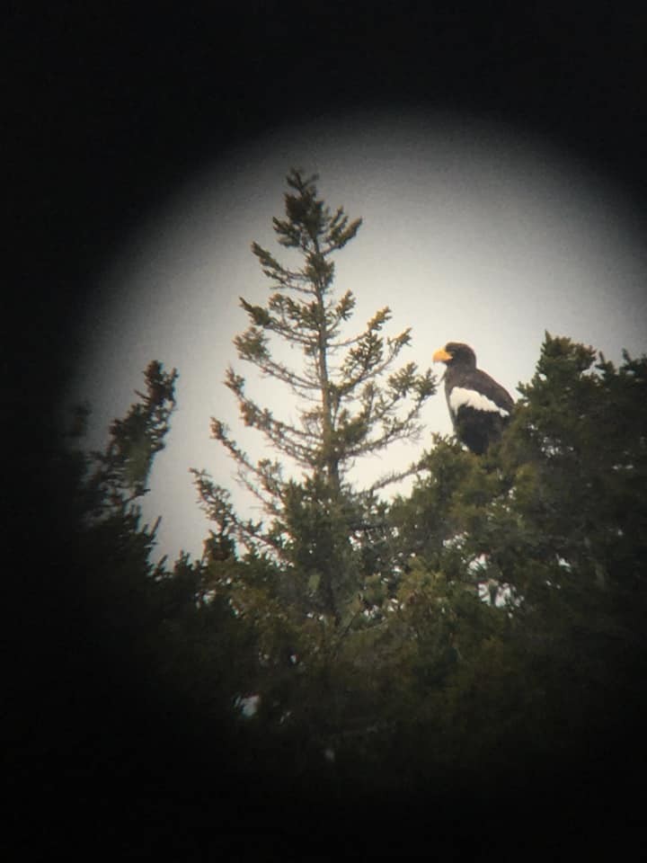 Steller's Sea-Eagle - ML401015551