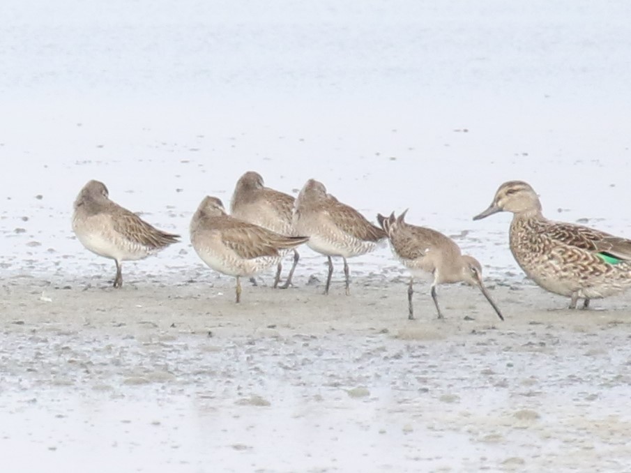 Long-billed Dowitcher - ML401016151