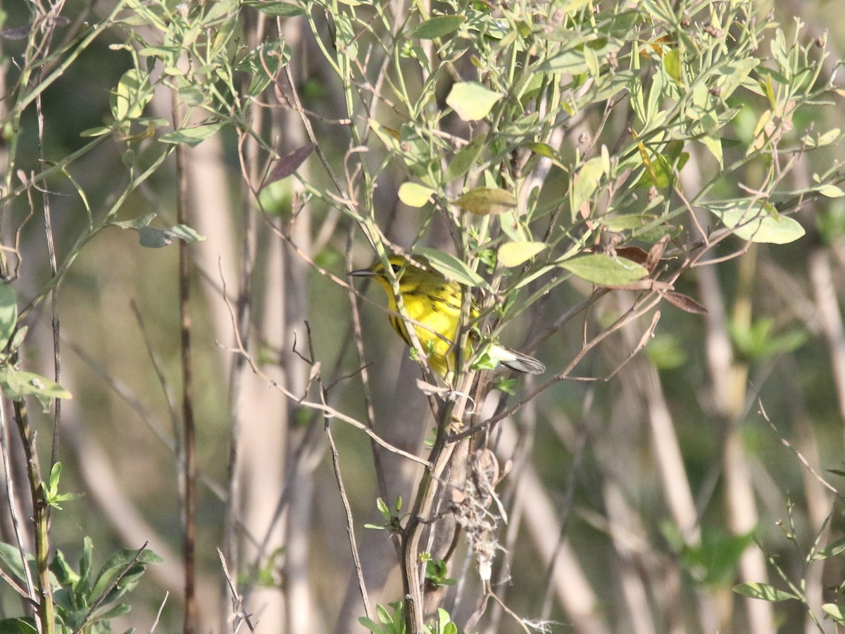 Prairie Warbler - ML401016301