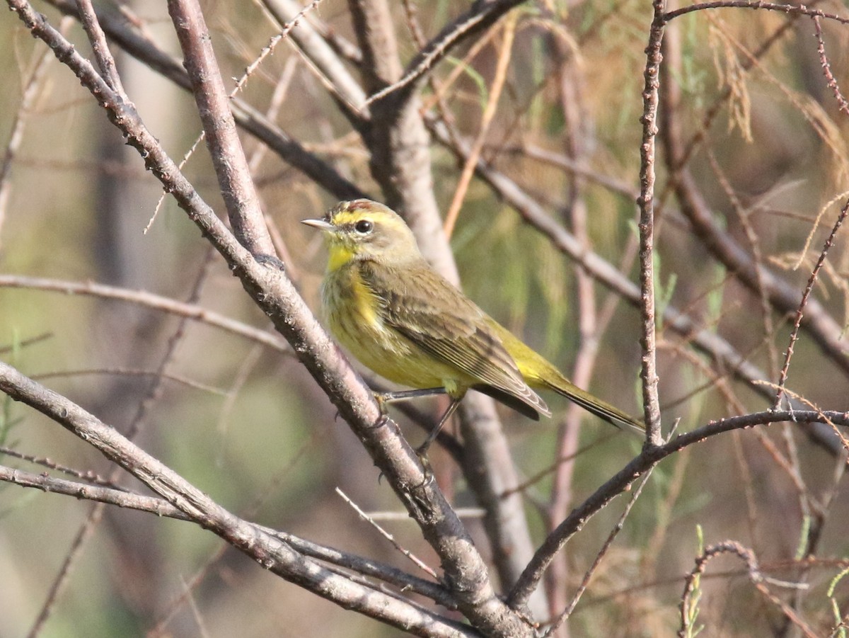 Palm Warbler (Yellow) - ML401016331