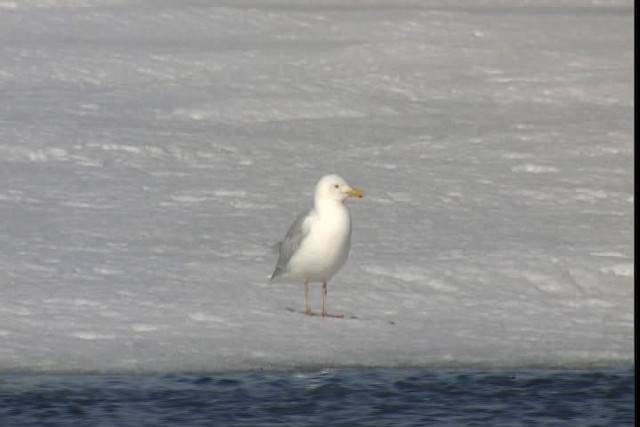 Glaucous Gull - ML401017