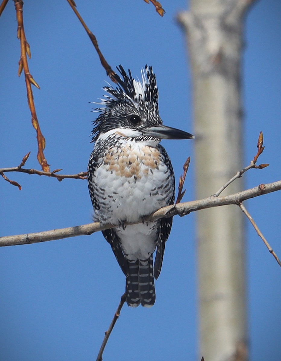 Crested Kingfisher - Waseem Bhat