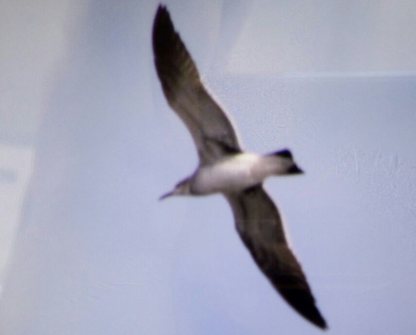 Laughing Gull - ML40101911