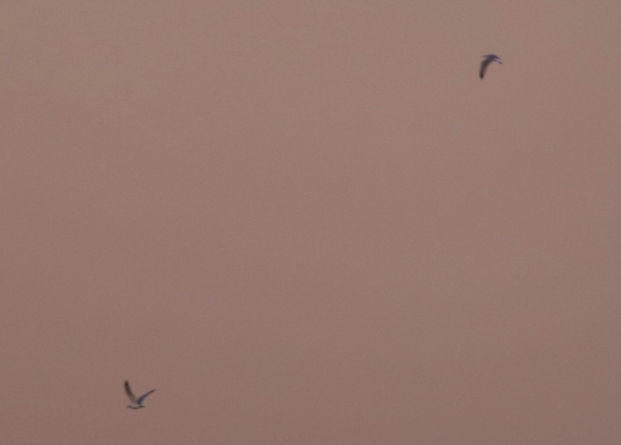 Ring-billed Gull - ML401022541