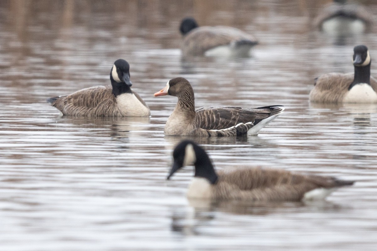 Greater White-fronted Goose - ML401025331