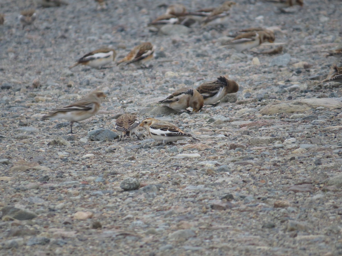 Snow Bunting - ML40102561