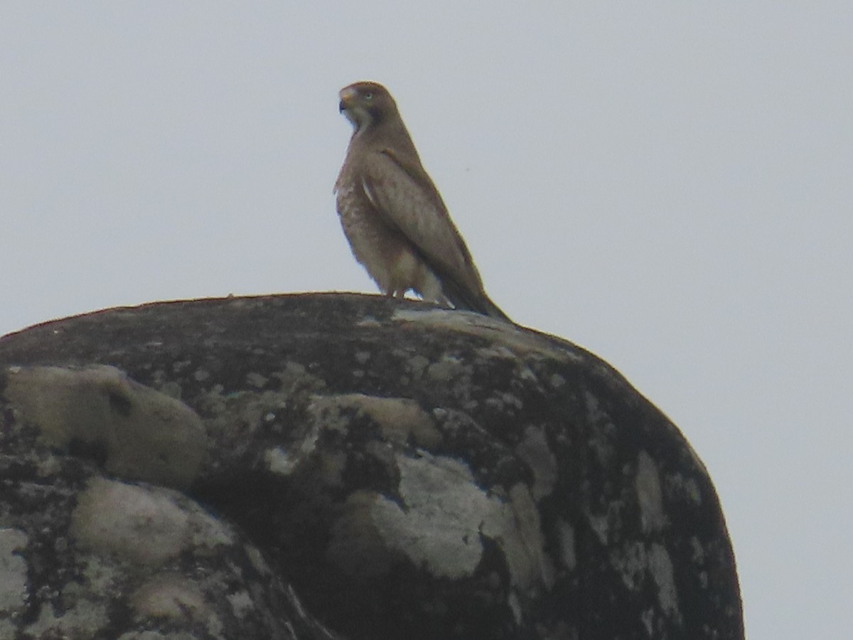 White-eyed Buzzard - ML401026171