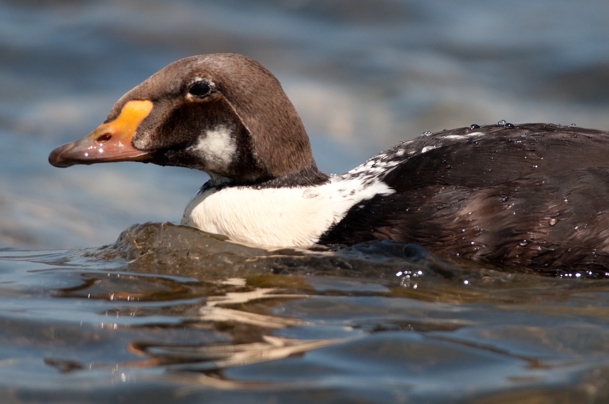 King Eider - Amanda Guercio