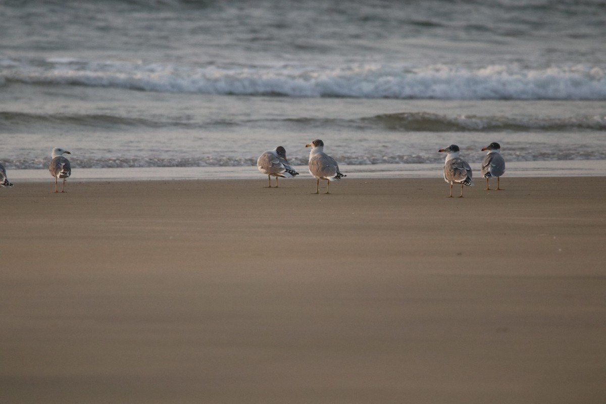 Pallas's Gull - ML401028551