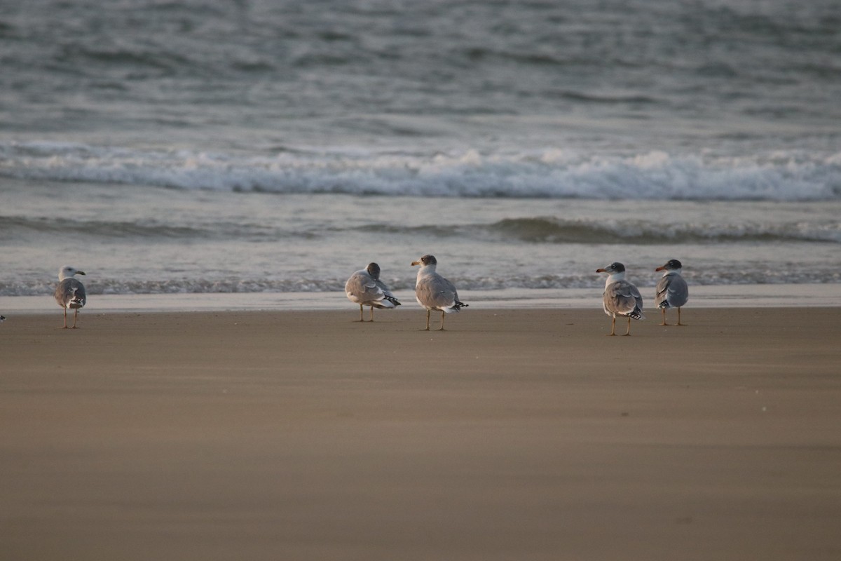 Pallas's Gull - ML401028591