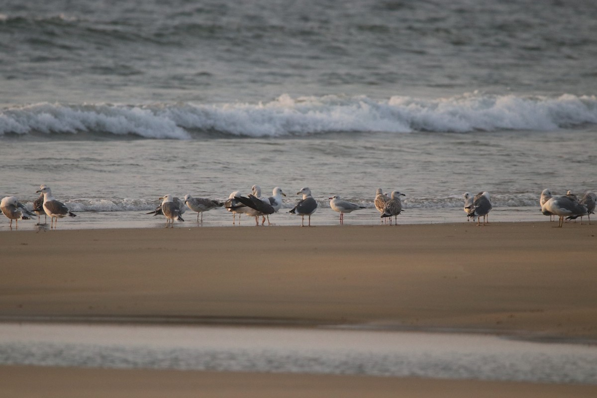 Pallas's Gull - ML401028641