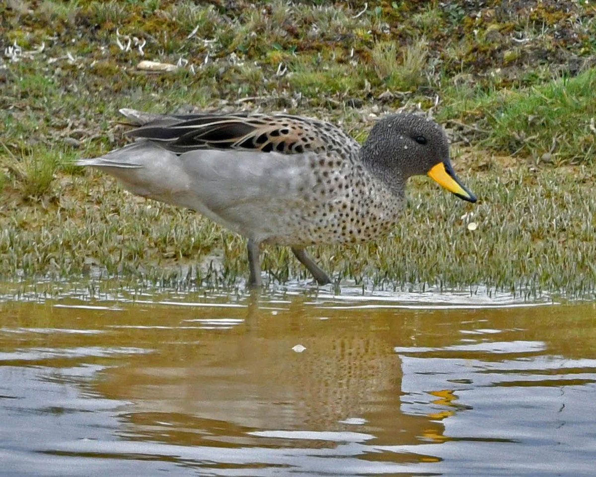 Yellow-billed Teal - Tini & Jacob Wijpkema