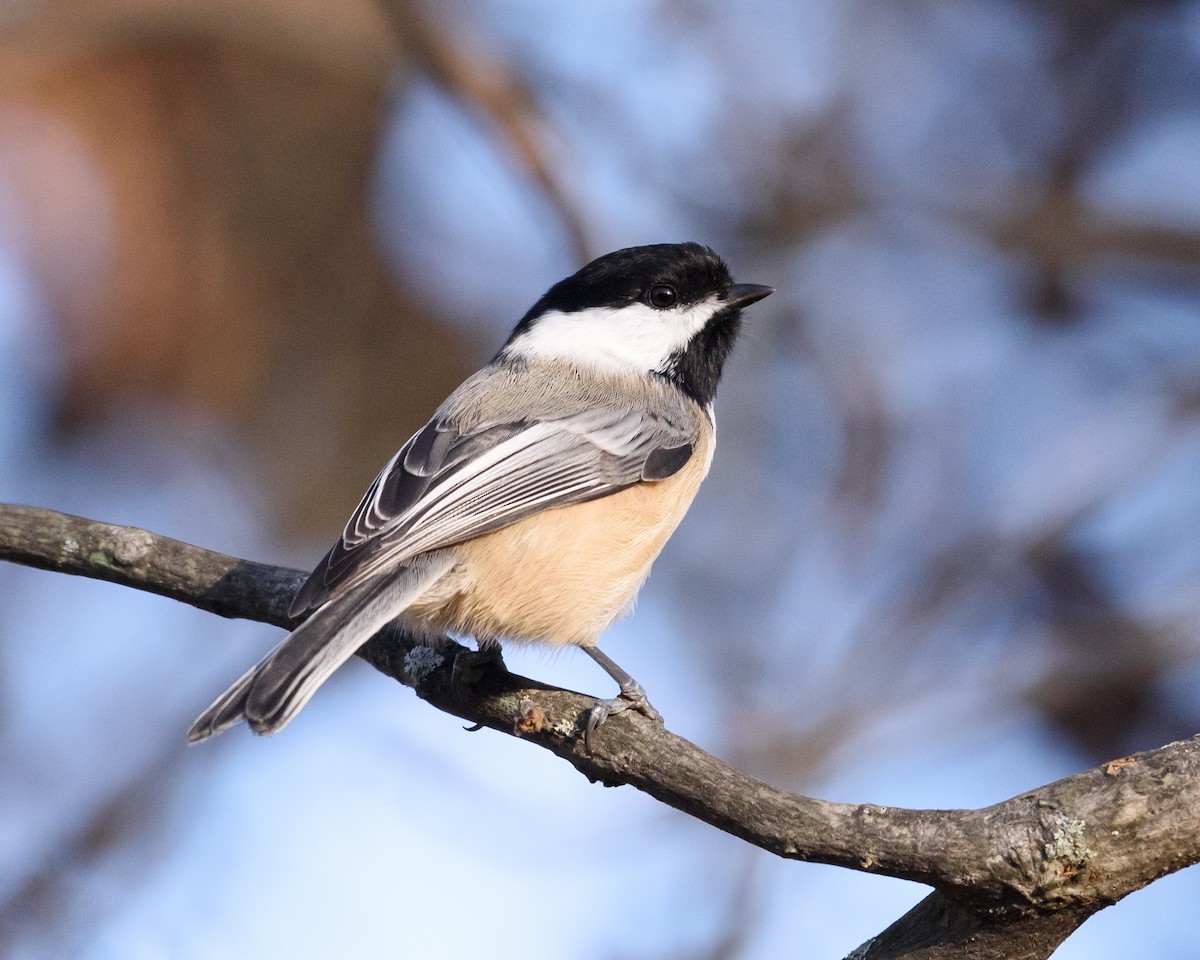 Black-capped Chickadee - ML40102911