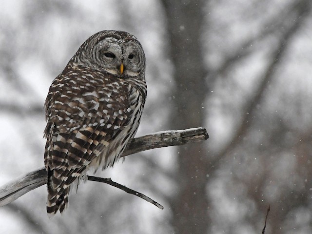 Systematics - Barred Owl - Strix varia - Birds of the World