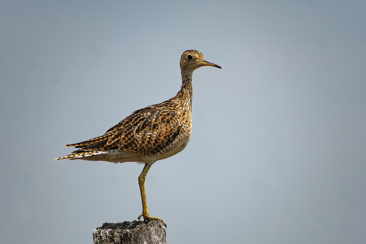 Upland Sandpiper - Danilo Druetto