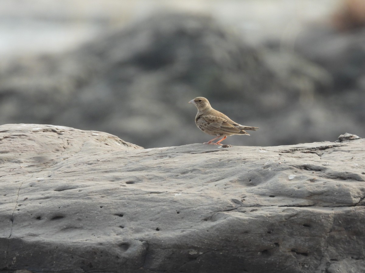 Ashy-crowned Sparrow-Lark - ML401034061