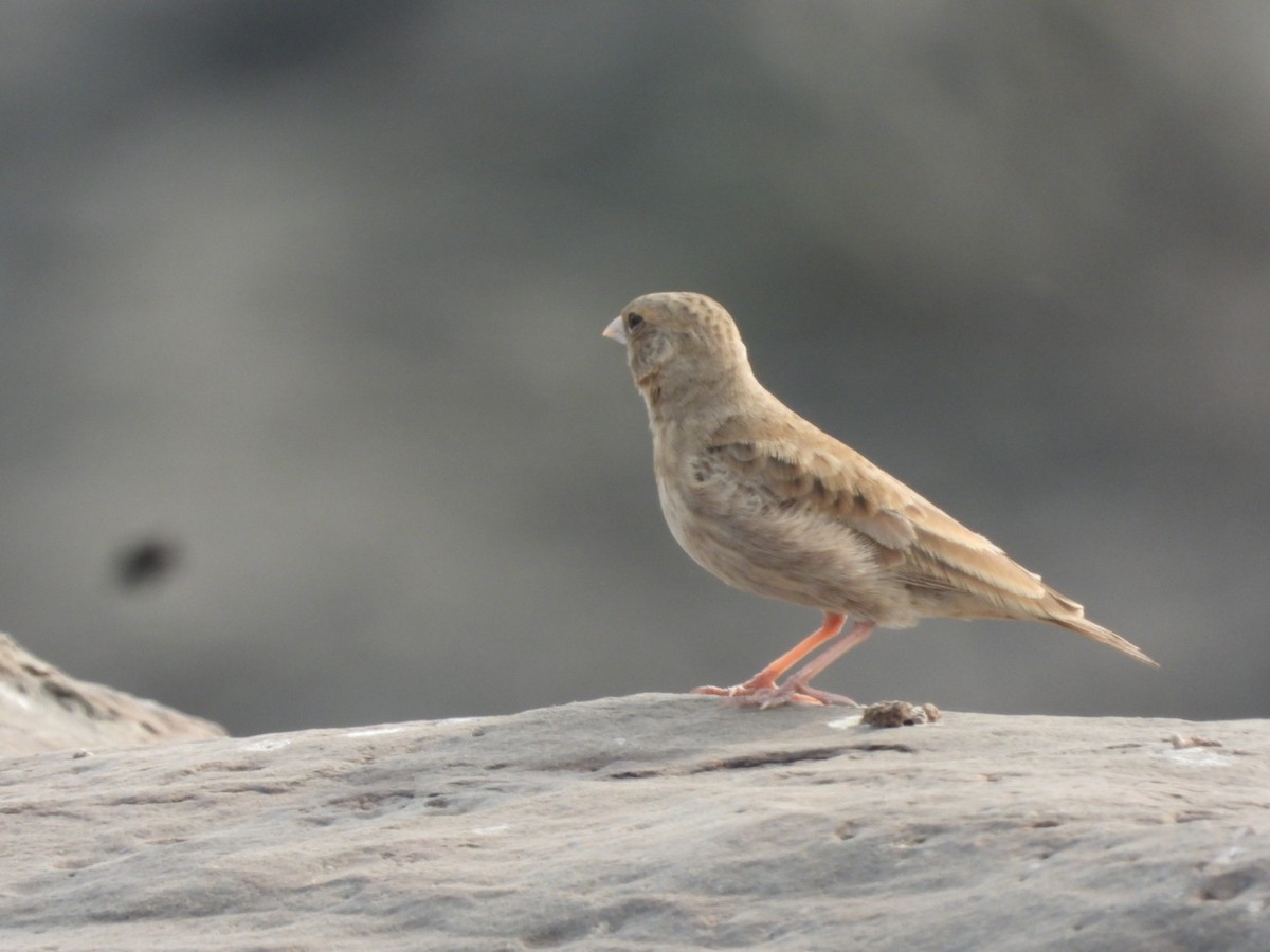 Ashy-crowned Sparrow-Lark - ML401034071