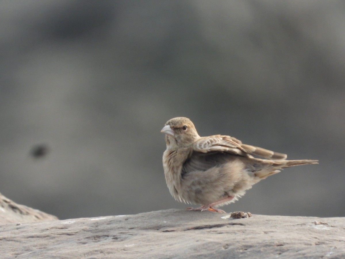Ashy-crowned Sparrow-Lark - ML401034081