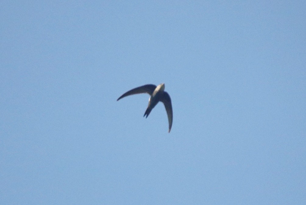 Blyth's Swift - ML401035041