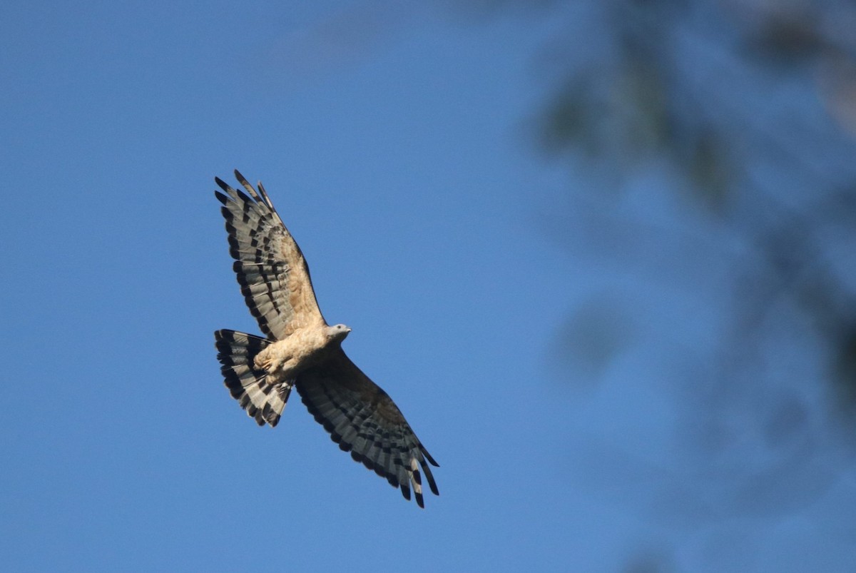 Oriental Honey-buzzard - ML401035141